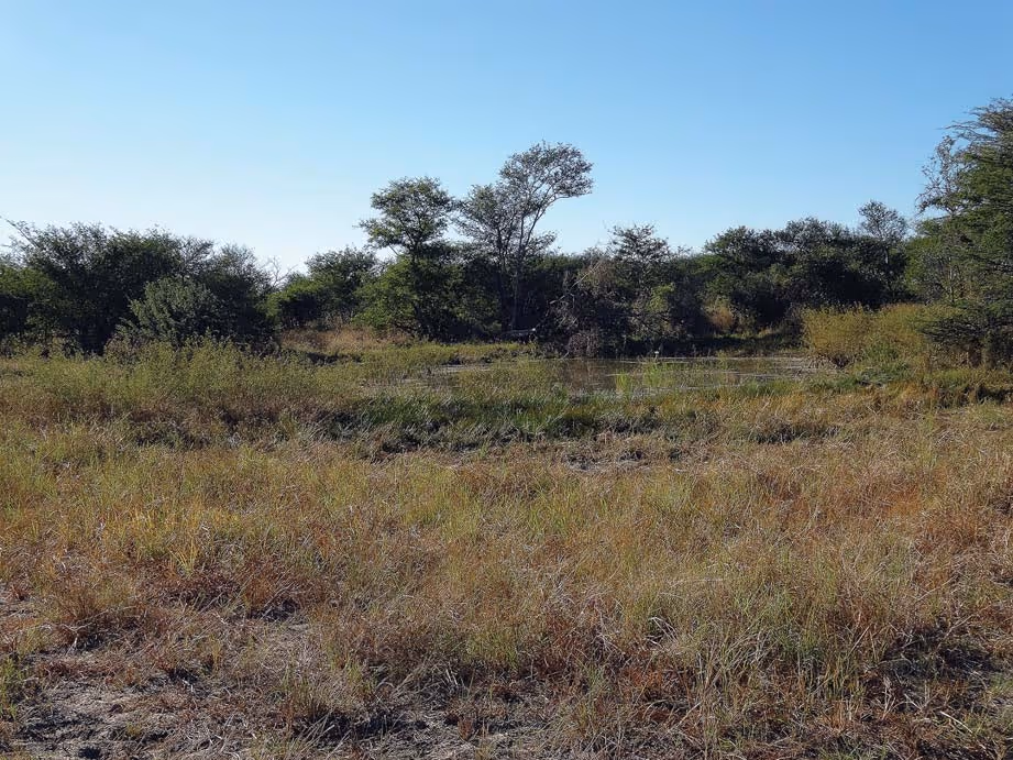 Elephant trail through dry grass country