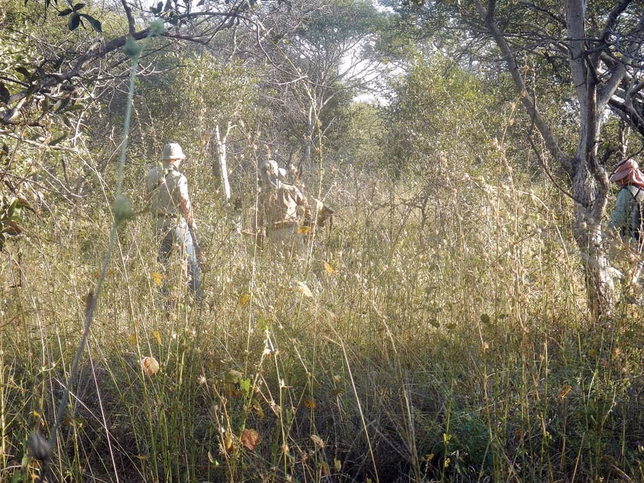 The seventy-five-pound bull at close range