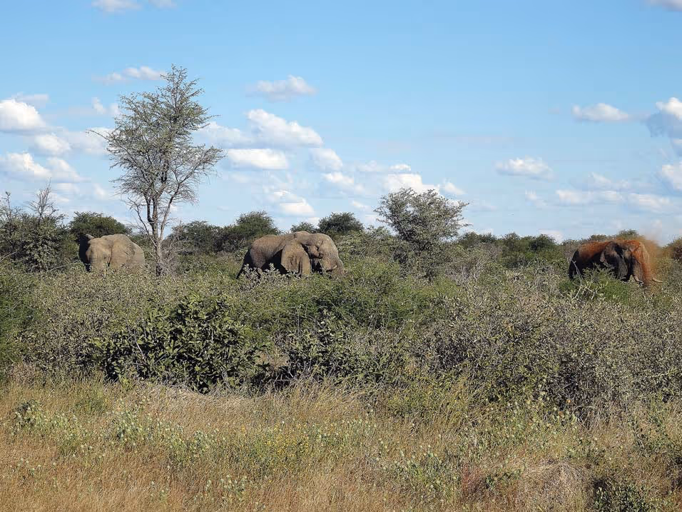 Four bulls near the road to Tsumkwe