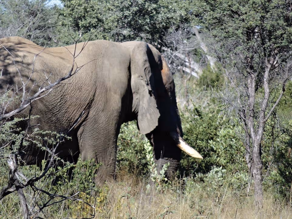 The 'Colgate' bull — white ivory in hard afternoon light