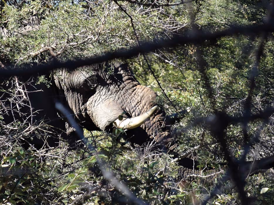 The bull with the abscess visible at the base of the trunk