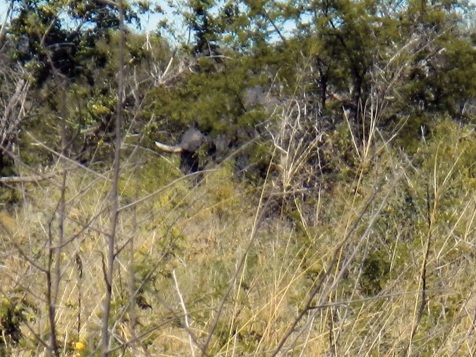 The wounded bull in the field, day 25