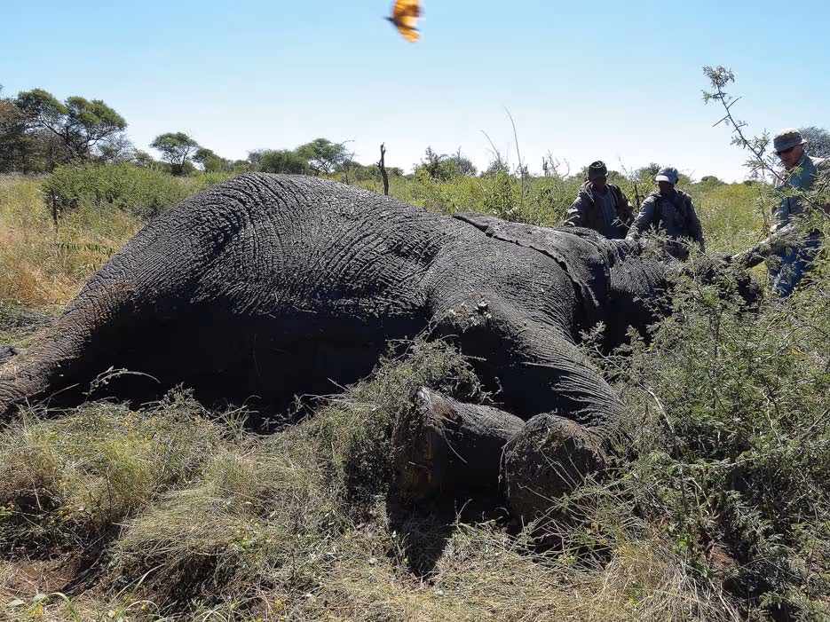 The bushmen of Nyae Nyae receiving meat