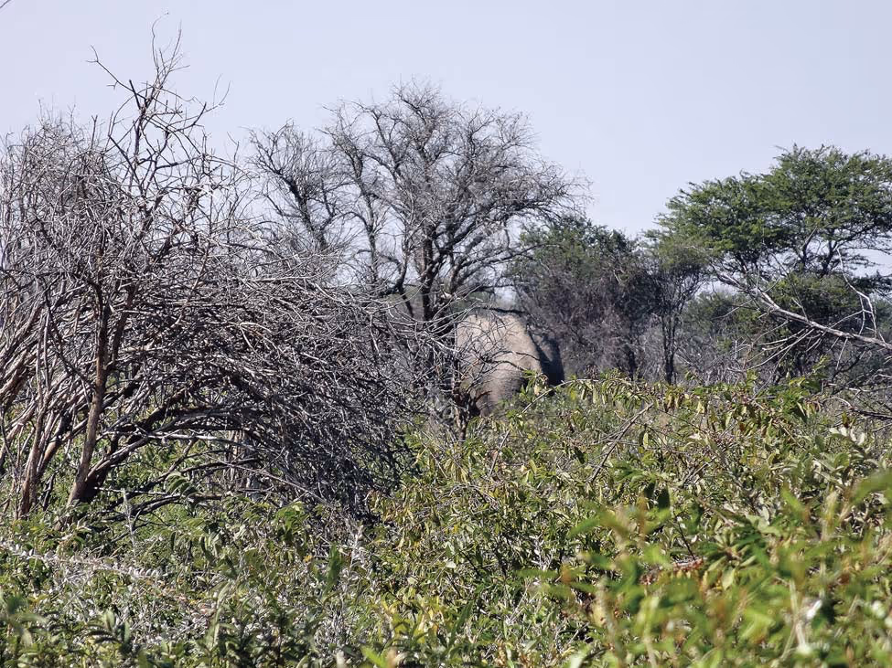 Xhau in the tree, glassing for the bull