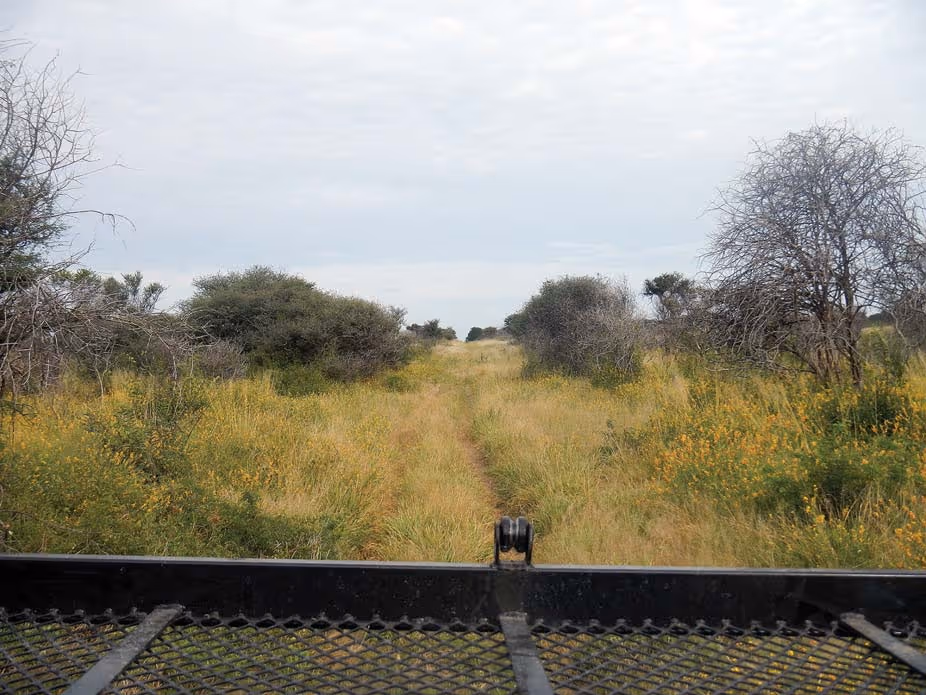 Stalking the wildebeest herd across open savanna