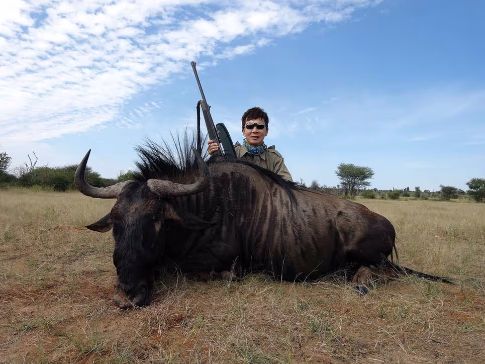 Old blue wildebeest bull, day 2