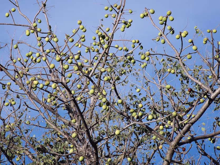 Marula trees heavy with fruit in Nyae Nyae, day 3