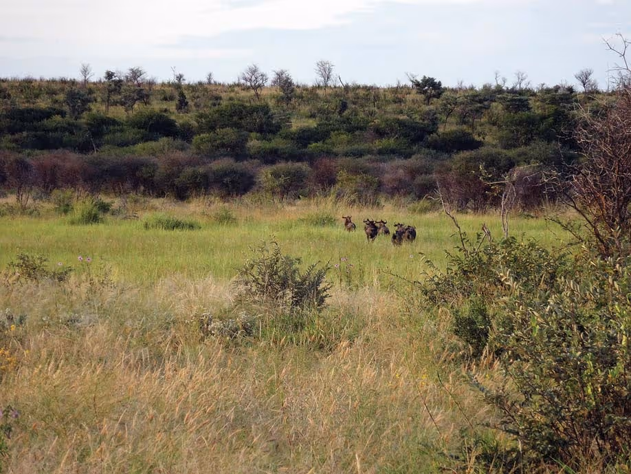 Gemsbok on the move in late afternoon, day 3