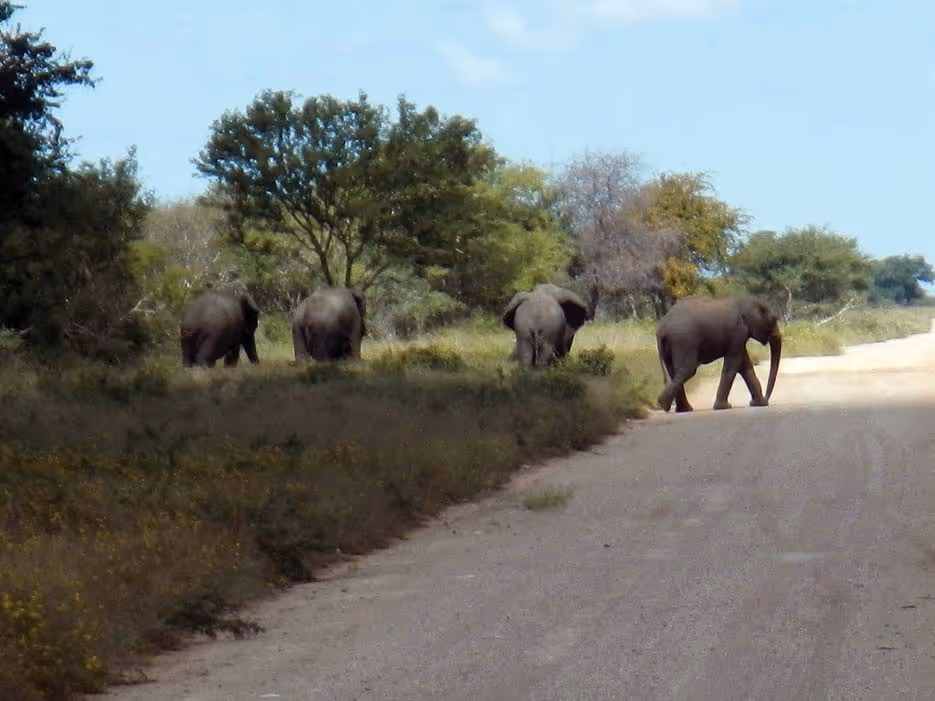 Bushveld near the Botswana fence at first light, day 4