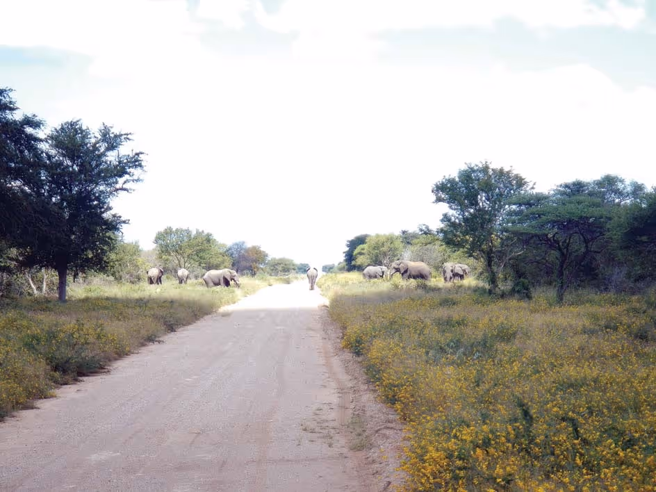 Procession of cows and calves through the road crossing