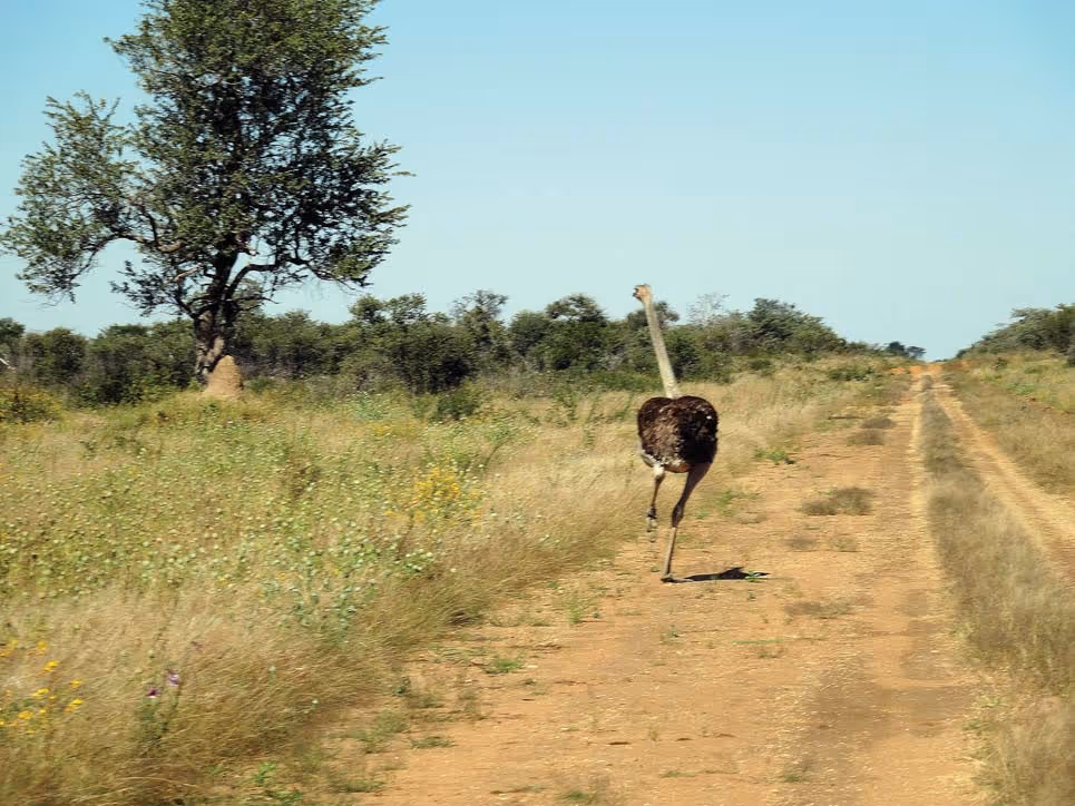 Gemsbok on the short-grass flats, day 10