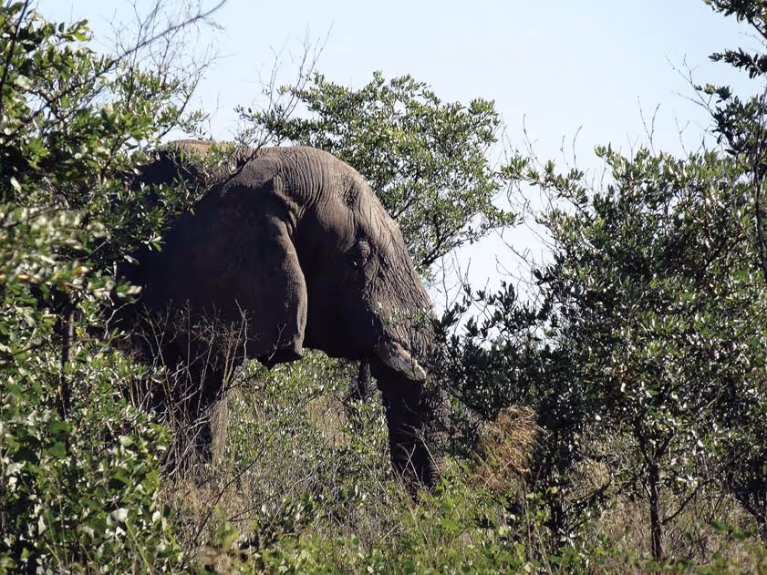 The seventy-five-pound bull at close range
