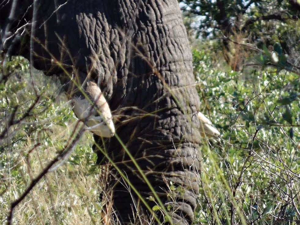 The bull feeding — broken right tusk visible
