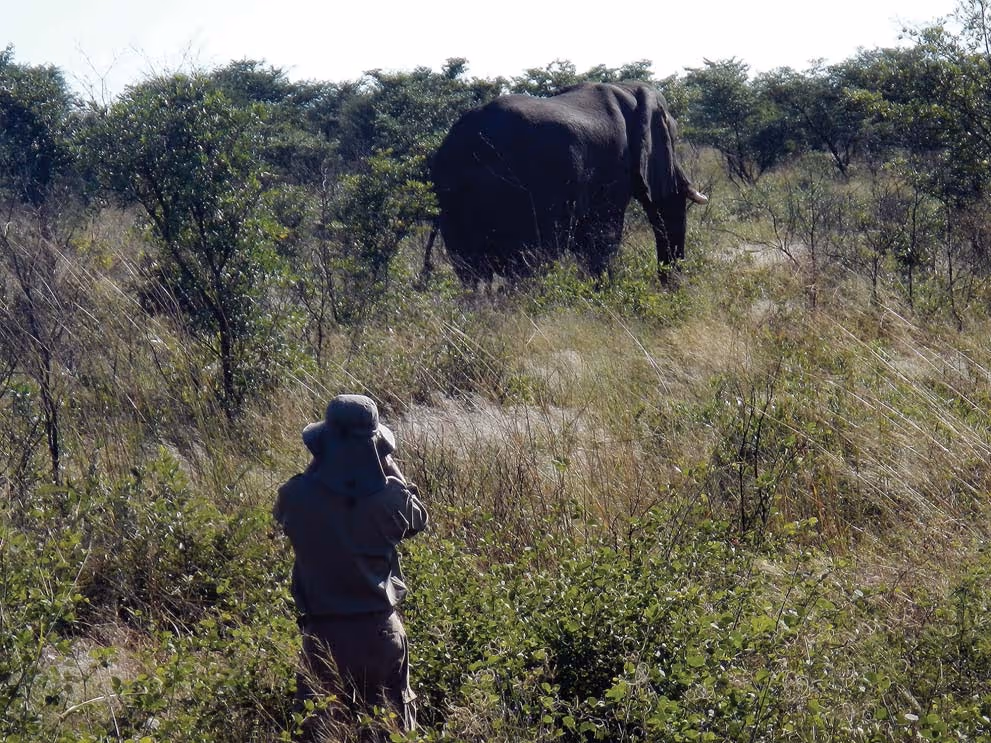 Watching the old bull at close range