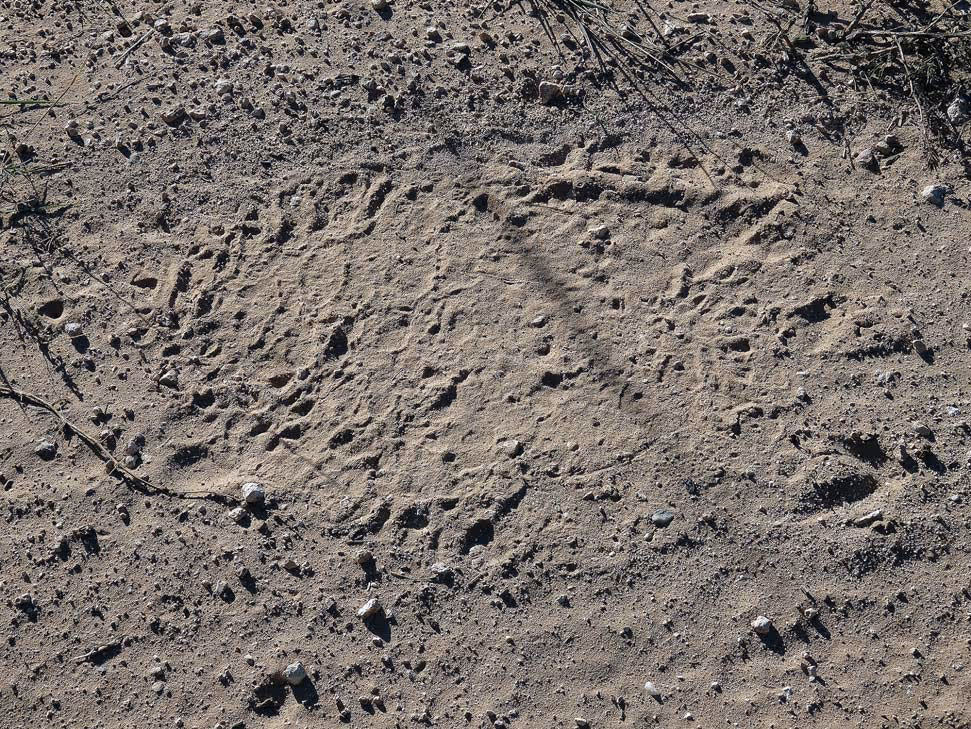 Very big rough bull spoor in the sand, day 8