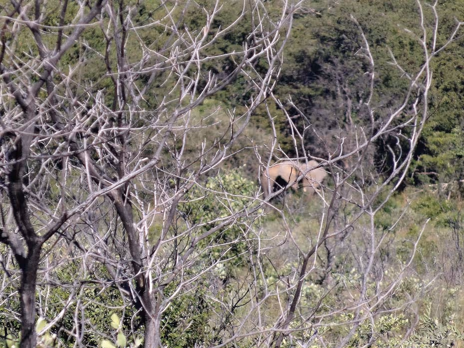 Young bull in late-afternoon light, day 8