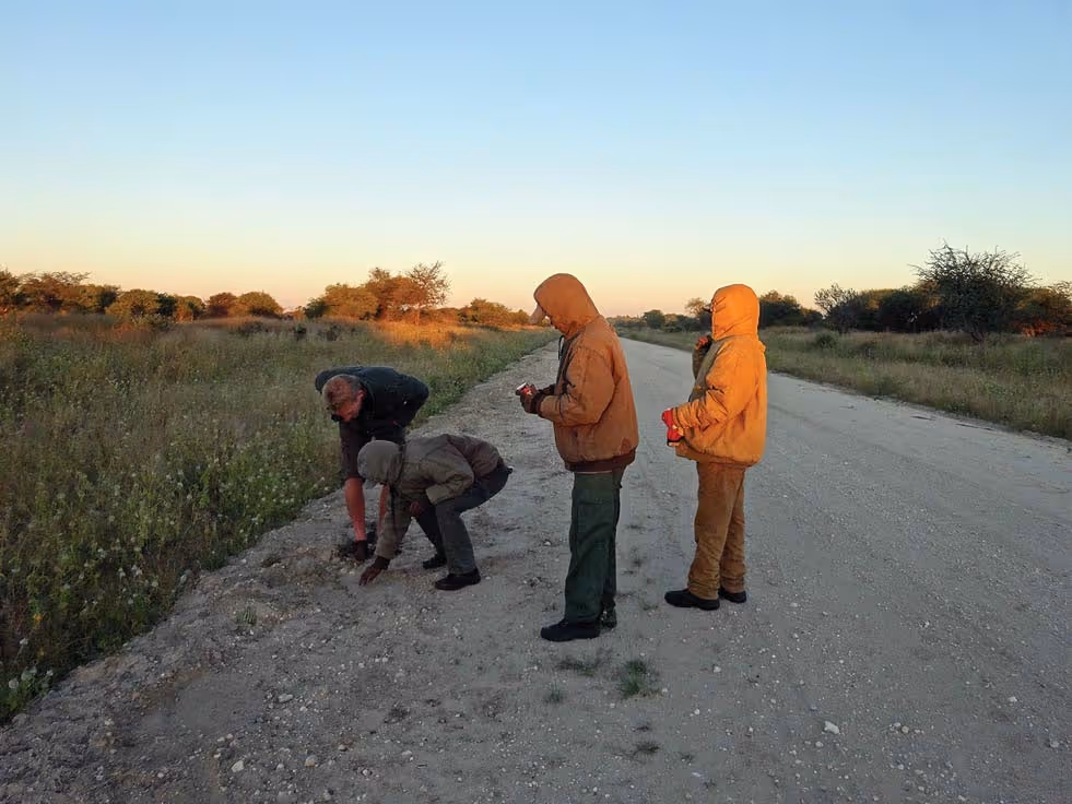 Warm dung on the gravel road at first light