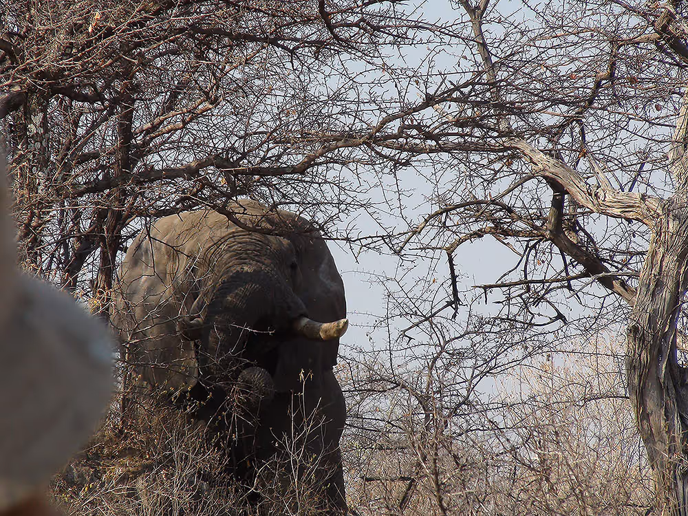 Tracker in a tree, glassing in the wind, day 4