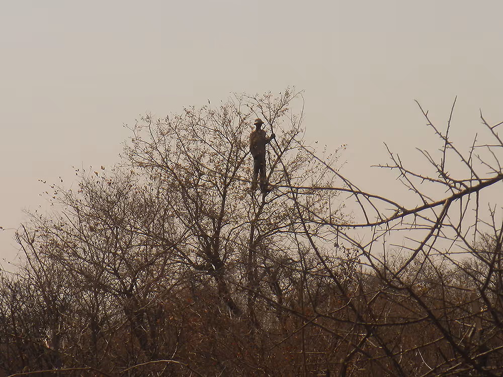 Late-afternoon wind shifting against the stalk