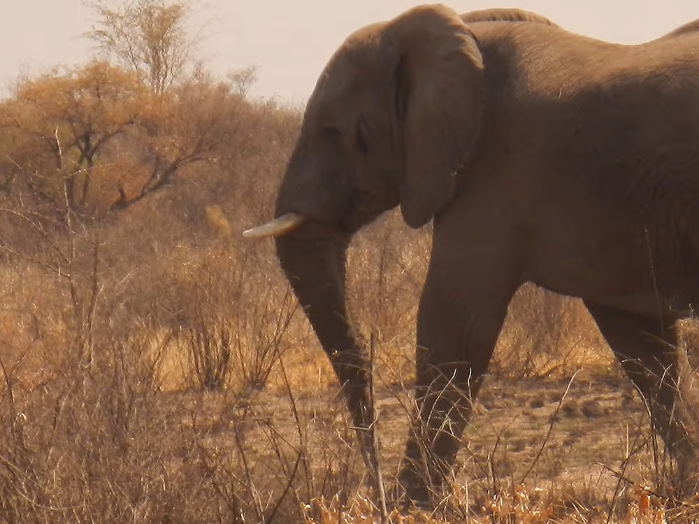 Kudu bulls near camp, end of day 4