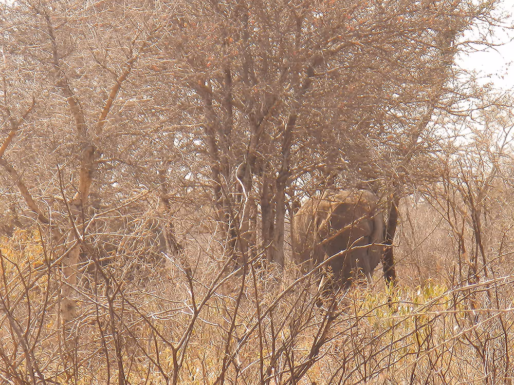 Big bull under shade, morning day 6