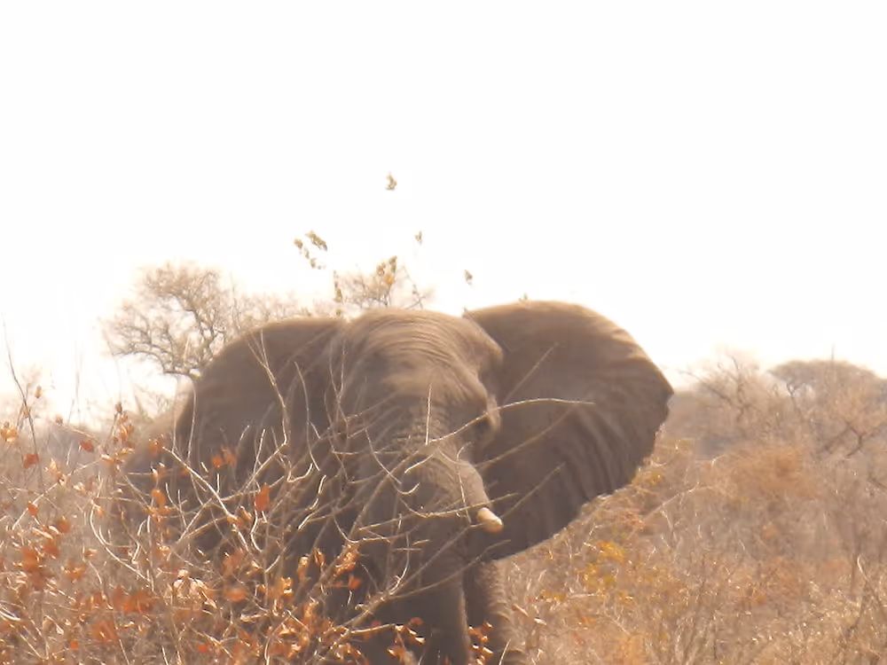 The first bull — seventy pounds, down in the shade of an acacia