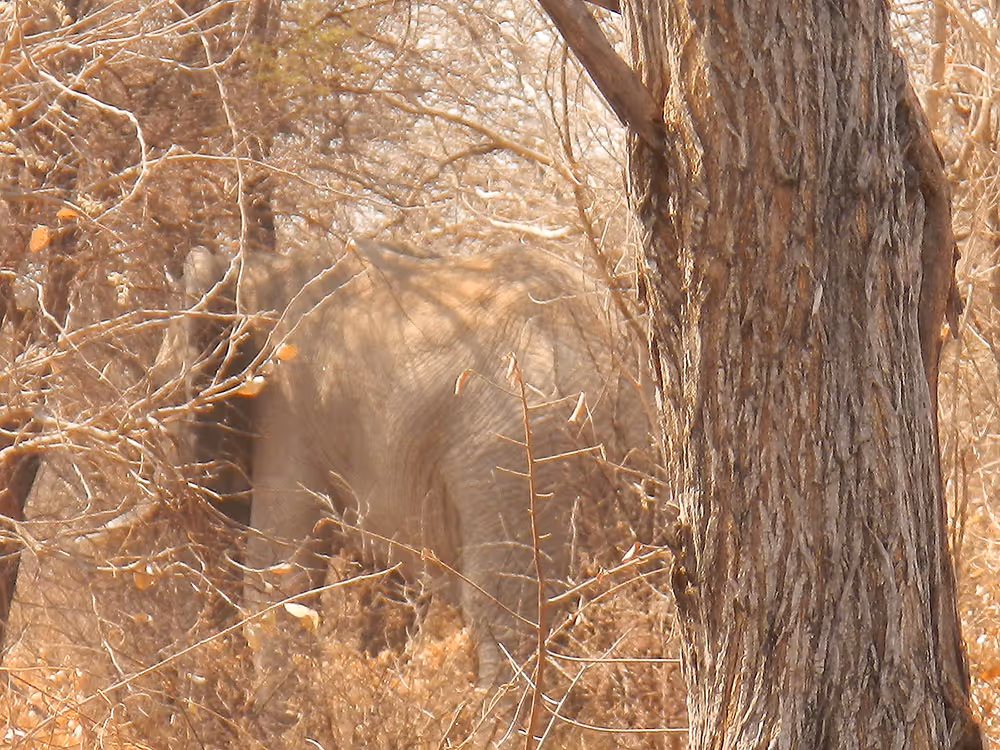 Eleven kilometers of tracking on dried grassy sand, day 12