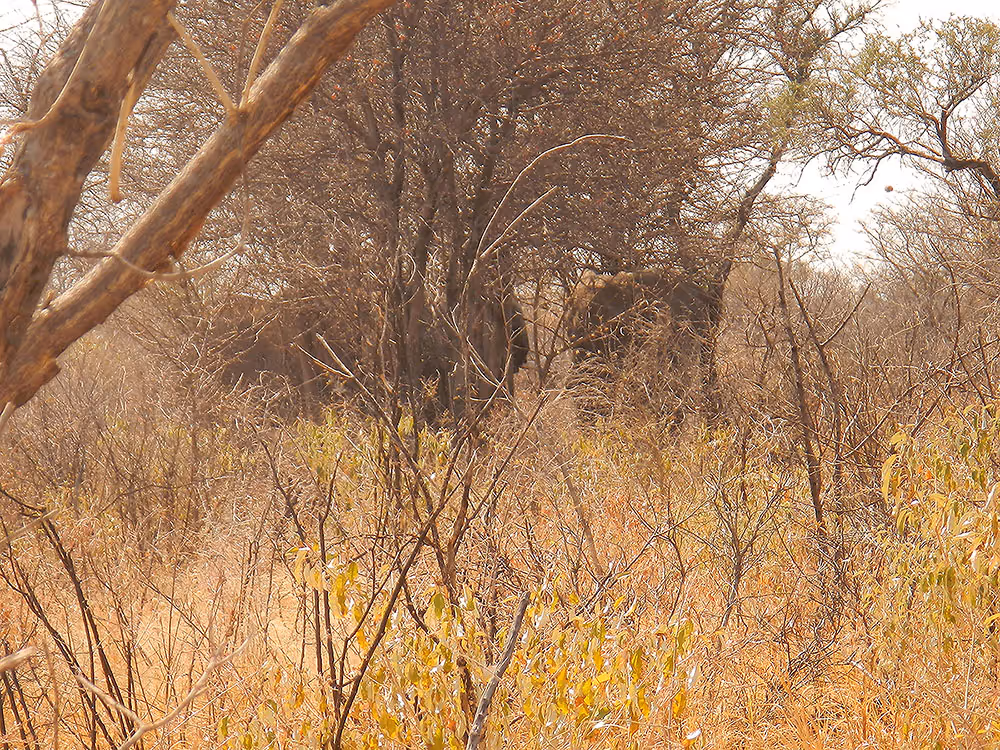 Stalking two bulls in thick thorn, afternoon day 13