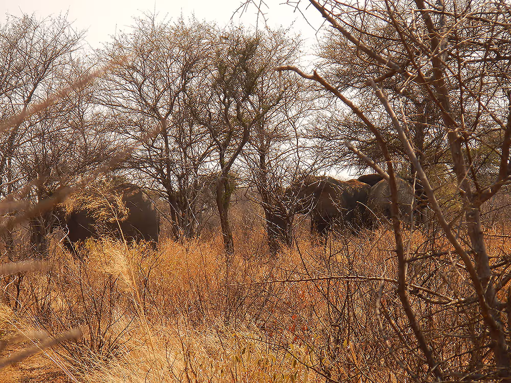 Stalking the pair in thick thorn, day 13