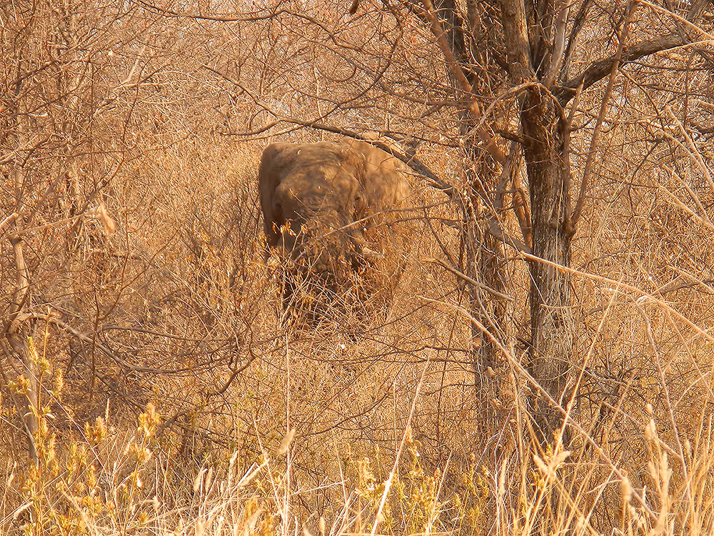 Warthogs crossing the dirt road, day 13