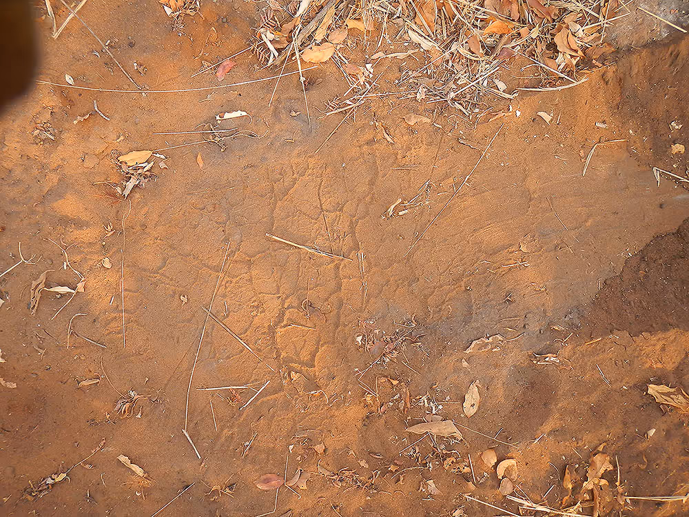 Late afternoon looking for one more spoor, day 12