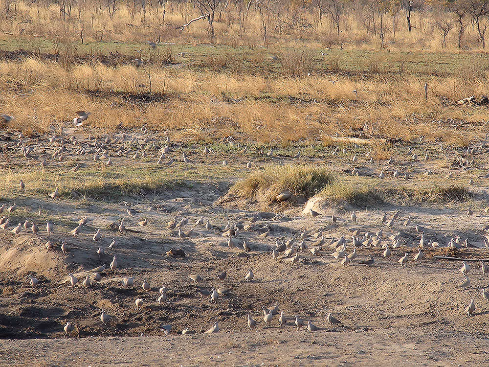 Bull with tapered right tusk at three hundred meters