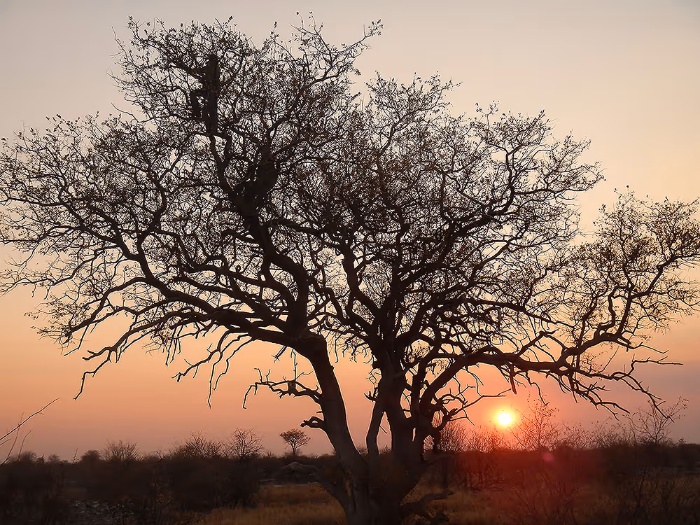 Trackers in a tree glassing at the north water hole