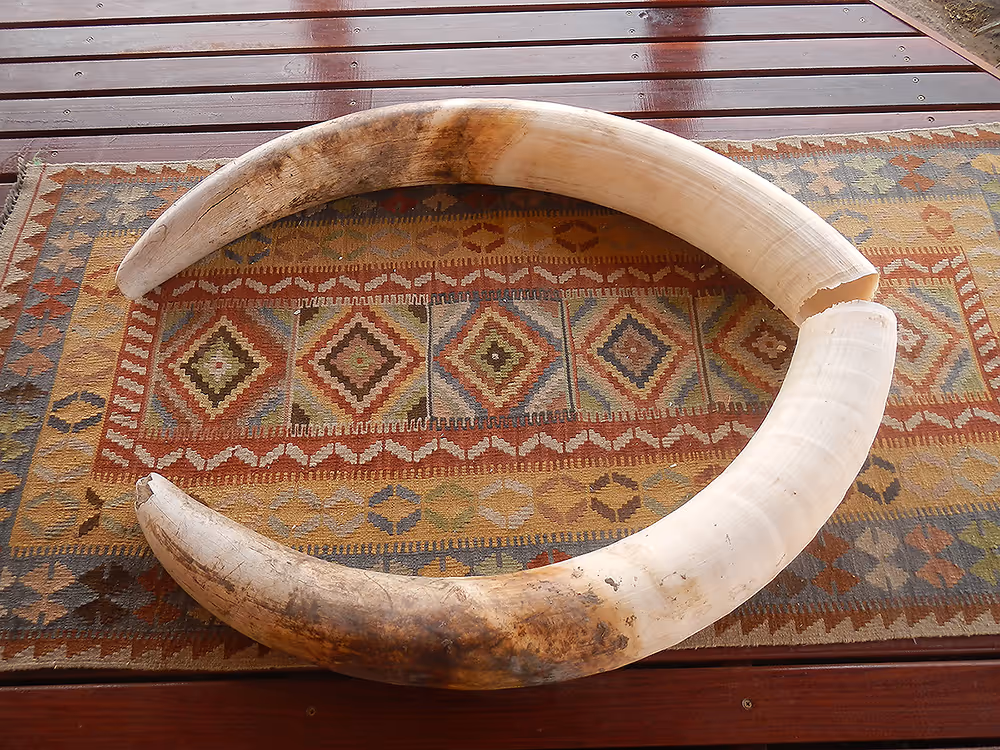 Broadside view of the old bull — right tusk thick, day 17