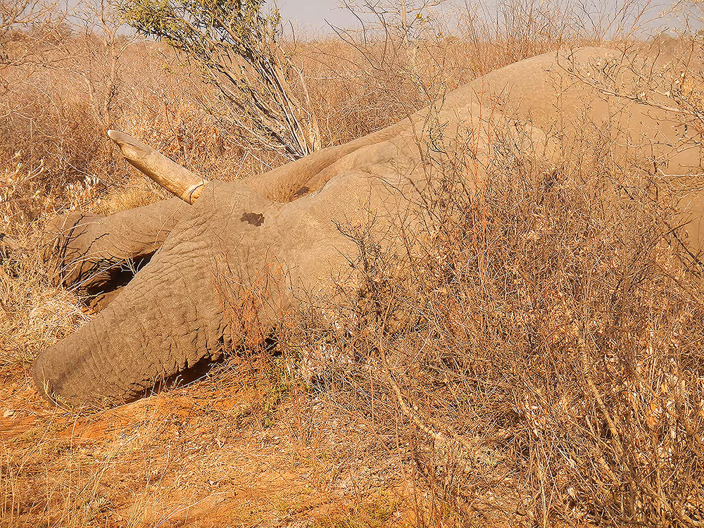 Worn feet and deep cracks, the signs of a very old bull